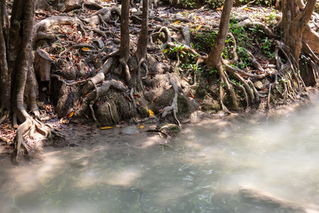 Tree with large roots near a river in the forest.