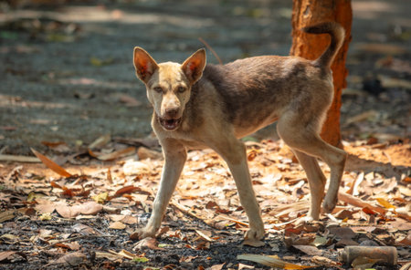 Portrait of a mongrel dog in nature.の写真素材