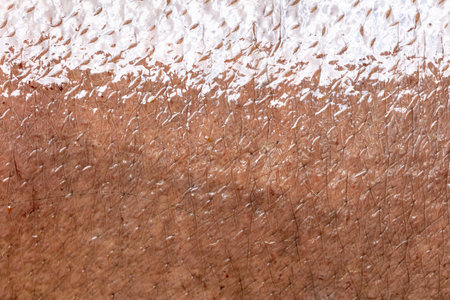 Hippopotamus skin as an abstract background. Texture.の写真素材