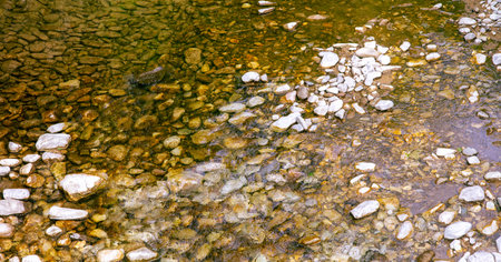 Mountain river with stones in summer.