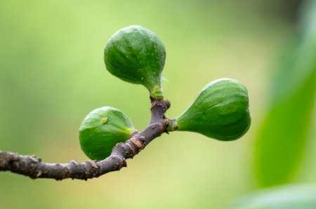 Green figs on a tree in nature.