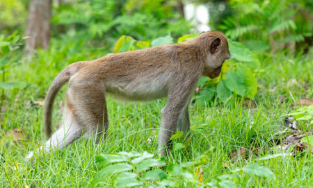 Monkey outdoors in a tropical park.