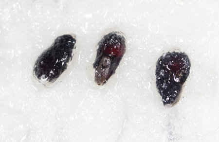 Seeds on dragon fruit pulp as background. Macro.