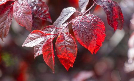 Red leaves on a tree in drops of water.