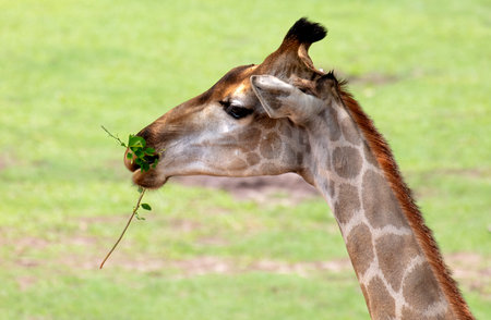 A giraffe eats tree branches at the zoo.の写真素材