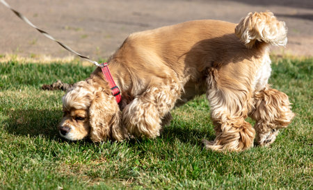 Dog on the green lawn in the park.の写真素材