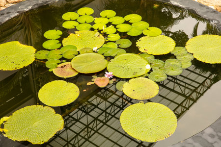 Green leaves of water lilies on the surface of the water.の写真素材