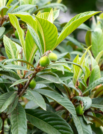 Green medlar fruits in spring.の写真素材