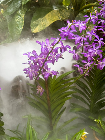 Pink flowers in the fog in the park.の写真素材