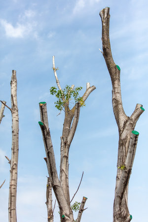 Chopped branches of a tree against the sky in spring.