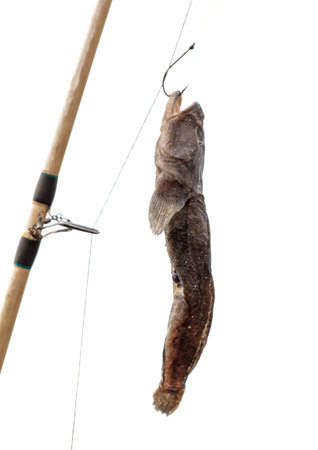 Dried fish on a fishing rod hook isolated on a white background.