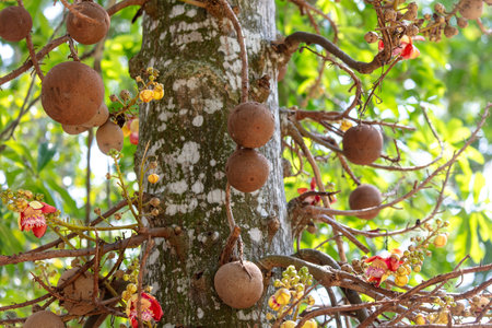 Fruits on a cannonball tree.