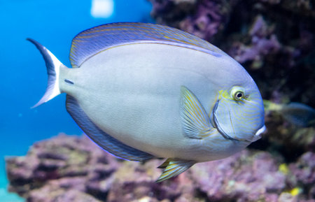 Beautiful colorful fishes in the aquarium.