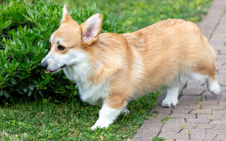 Dog on the green lawn in the park.の写真素材