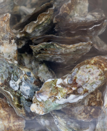 Oysters in an aquarium at the market. Close-up.