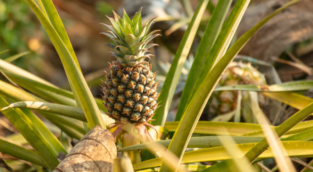 Pineapple grows on a plantation in Thailand.の写真素材
