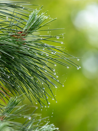 Drops of water on the needles of a coniferous tree after rain.