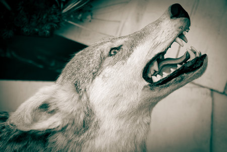 Close-up of a stuffed wolf.の写真素材