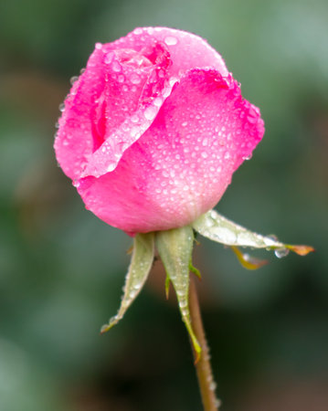 Rose flower in drops of water in the park.の写真素材