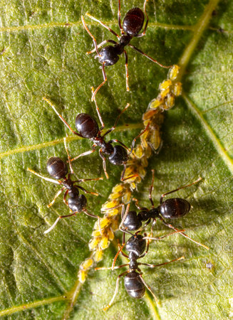 Ants collect aphids on a tree leaf. Macro.の写真素材