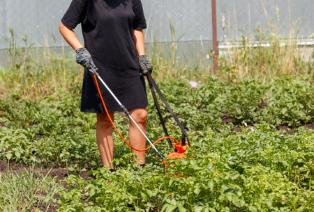 A girl treats potato leaves with poison against the Colorado potato beetle.
