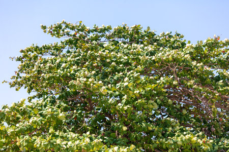 Green leaves on a tree in nature.の写真素材