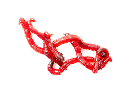 Red bloodworms isolated on white background.
