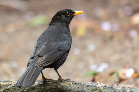 Portrait of a starling in the park.