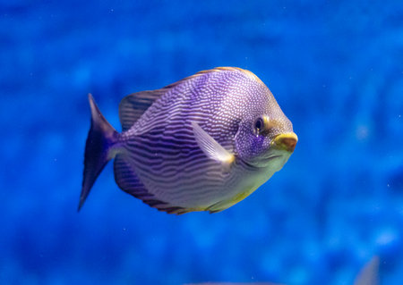 Beautiful colorful fishes in the aquarium.