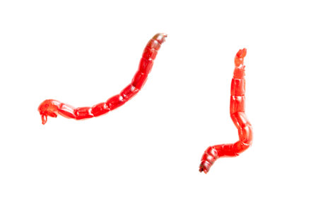 Red bloodworms isolated on white background.の写真素材