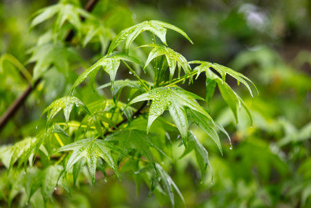 Drops of water on green leaves in nature.