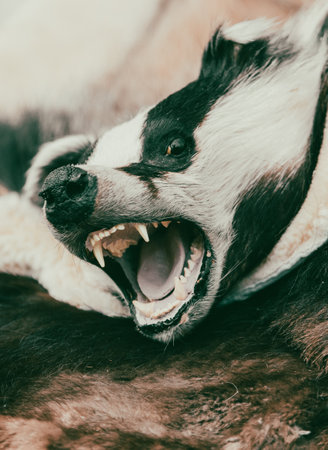 Close-up of a stuffed real bear.の写真素材