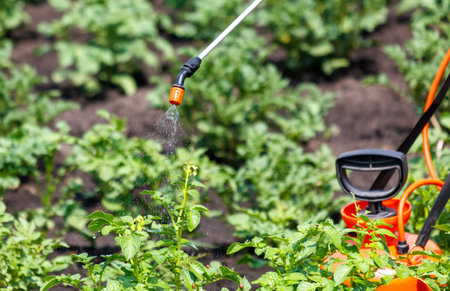 Treatment of potato leaves with poison against the Colorado potato beetle.の写真素材
