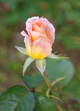Pink Rose in nature. Close-upの写真素材