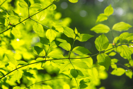 Green leaves on a tree in nature.の写真素材