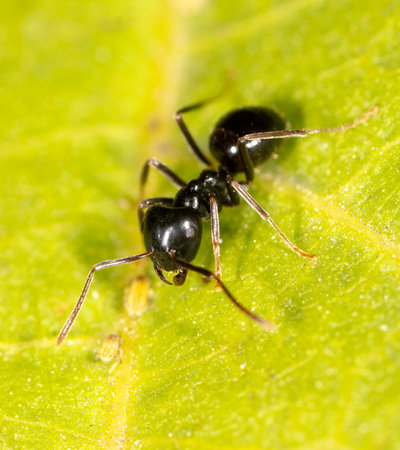 Ants collect aphids on a tree leaf. Macro.の写真素材