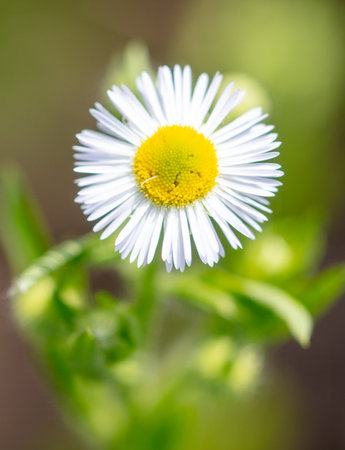 White daisy on a wire in summer. Macro.