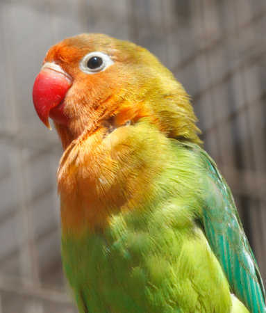 Portrait of a parrot in the zoo.の写真素材