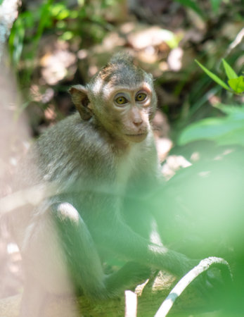 Monkey outdoors in a tropical park.の写真素材