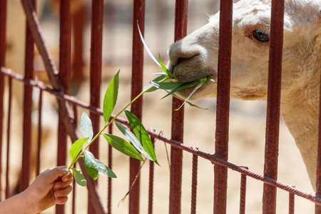 Children feed a llama at the zoo.の写真素材