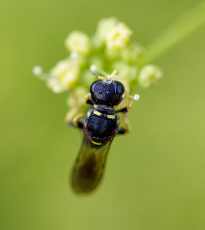 Wasp on a yellow flower. Macro.