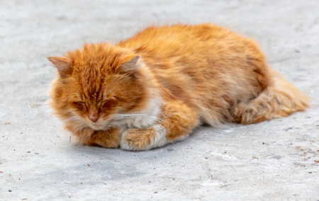 A red cat sleeps on the road in the city.の写真素材