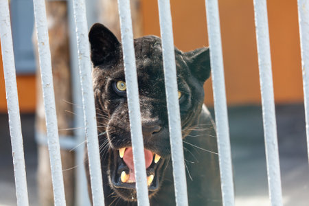 Portrait of a jaguar in the zoo.の写真素材