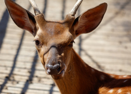 Portrait of an antelope in the zoo.
