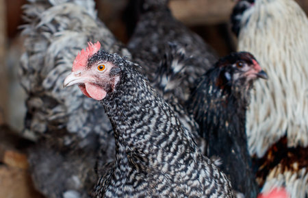 Chicken in a chicken coop on a farm.の写真素材