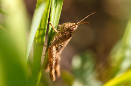 Portrait of a grasshopper in nature. Macro.