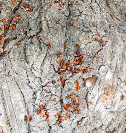Close-up of a red wood bug.