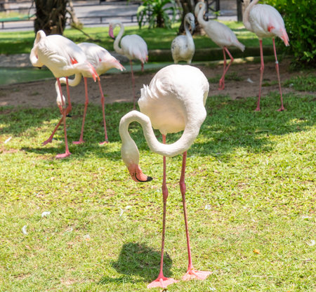 Pink flamingo birds in the park.の写真素材
