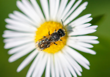 A bee on a chamomile flower in nature. Macro.