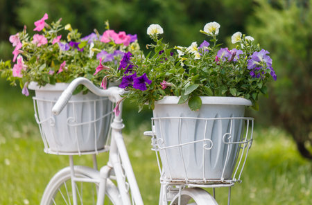 Flowers in pots on a bicycle in the park.の写真素材